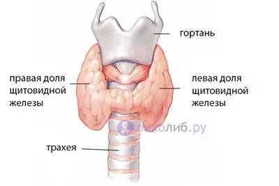 Аденома щитовидної залози, фолікулярна пухлина, токсична (аденома) Аденома щитовидної залози, фолікулярна пухлина, токсична