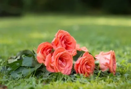 5 Способів - пом'якшити - своє серце (пом'якшити) 5 Способів - пом'якшити - своє серце