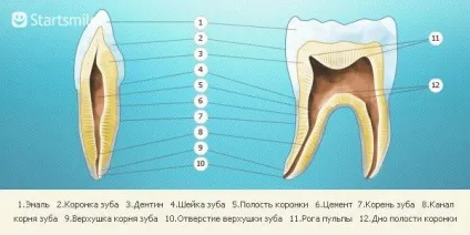 Анатомічна будова зуба людини (Startsmile рекомендує стоматології) Анатомічна будова зуба людини