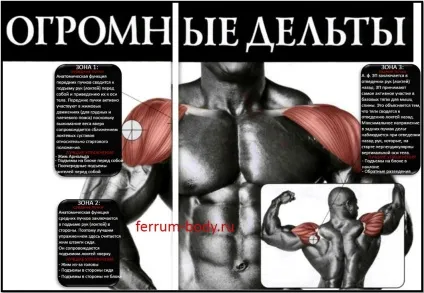 Анатомія м'язів плечей