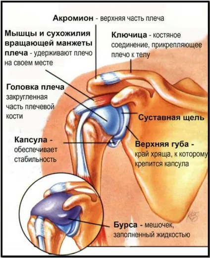 Анатомія м'язів плечей