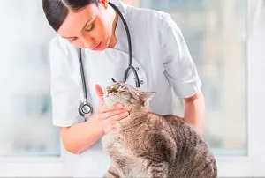 Атопічний дерматит у кішок і котів, а (котів) Атопічний дерматит у кішок і котів, а