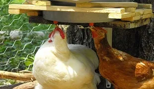 Автопоїлки для курей