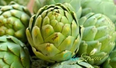 Артишок корисні властивості