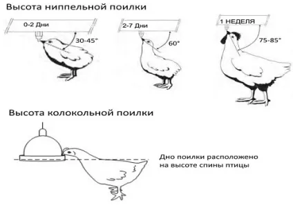 Автопоїлки для курей
