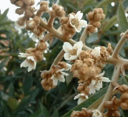 Ароматний фрукт лонгконг (лангсат)