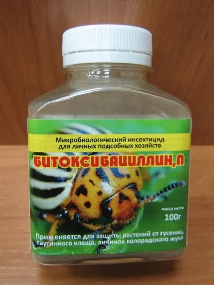 Метелик білан і заходи боротьби з нею - my life