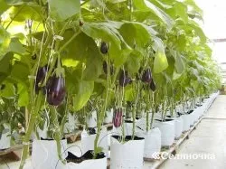 Баклажани взимку - Селяночка - портал для фермерів, сільське господарство, тваринництво, (баклажанів) Баклажани взимку - Селяночка - портал для фермерів, сільське господарство, тваринництво,