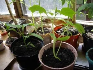 Баклажани на підвіконні, ділюся досвідом - сад і город на підвіконні - форум на (город) Баклажани на підвіконні, ділюся досвідом - сад і город на підвіконні - форум на