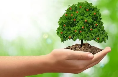 Бактеріальний опік плодових дерев заходи боротьби і лікування антибіотиками (дерев) Бактеріальний опік плодових дерев заходи боротьби і лікування антибіотиками
