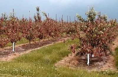 Бактеріальний опік плодових дерев заходи боротьби і лікування антибіотиками (дерев) Бактеріальний опік плодових дерев заходи боротьби і лікування антибіотиками