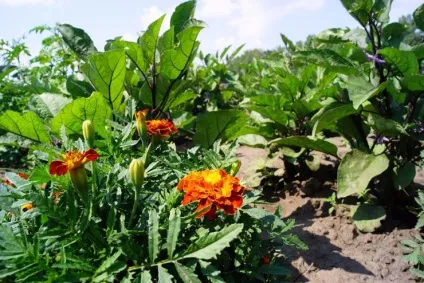 Чорнобривці вирощування з насіння (насіння) Чорнобривці вирощування з насіння
