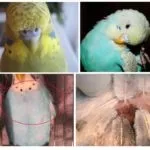 Блохи у папуг - як вивести в домашніх умовах (умовах) Блохи у папуг - як вивести в домашніх умовах