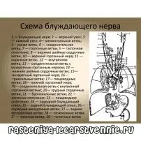 Блукаючий нерв, симптоми і лікування, причини - популярно про здоров'я (може стати причиною) Блукаючий нерв, симптоми і лікування, причини - популярно про здоров'я