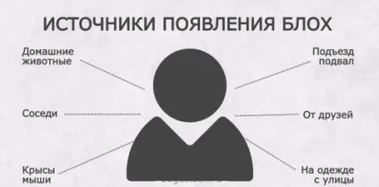 Блохи у папуг - від симптомів до лікування (зрозуміти папугу з'явилися) Блохи у папуг - від симптомів до лікування