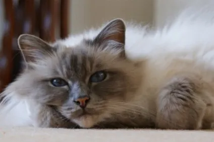 Бірманська кішка особливості породи