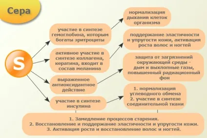 Біологічна роль сірки