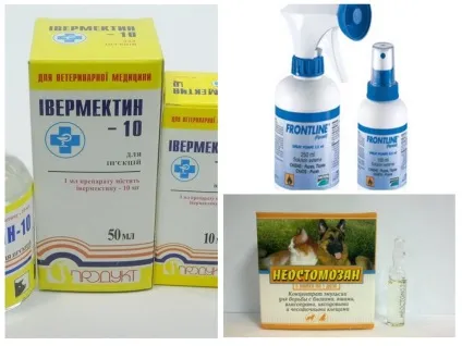 Блохи у папуг - як вивести в домашніх умовах (домашніх) Блохи у папуг - як вивести в домашніх умовах
