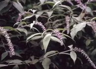 Буддлея особливості вирощування, догляду, посадки, зимівлі та розмноження (буддлея) Буддлея особливості вирощування, догляду, посадки, зимівлі та розмноження