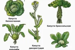 Брюссельська капуста вирощування і догляд (вирощування розсада брюссельська капуста агротехніка догляд) Брюссельська капуста вирощування і догляд
