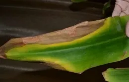 Хвороби драцени лікування (драцени) Хвороби драцени лікування