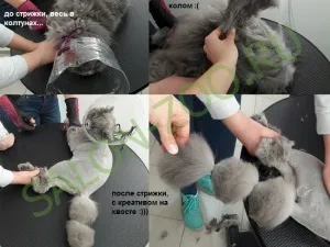 Британська кішка (британець) (стрижка, вичісування), стрижка британської кішки на дому недорого в (стрижка британської кішки) Британська кішка (британець) (стрижка, вичісування), стрижка британської кішки на дому недорого в