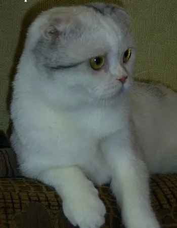 Британці висловухі - джерело гарного настрою (Scottish Fold коти) Британці висловухі - джерело гарного настрою