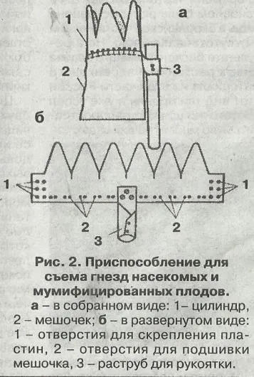 Бояришніца - сади сибіру