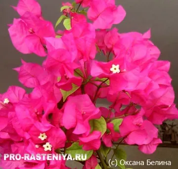 Бугенвіллія в домашніх умовах посадка, догляд, розмноження (догляд) Бугенвіллія в домашніх умовах посадка, догляд, розмноження