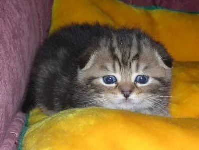 Британці висловухі - джерело гарного настрою (висловухі Scottish Fold) Британці висловухі - джерело гарного настрою
