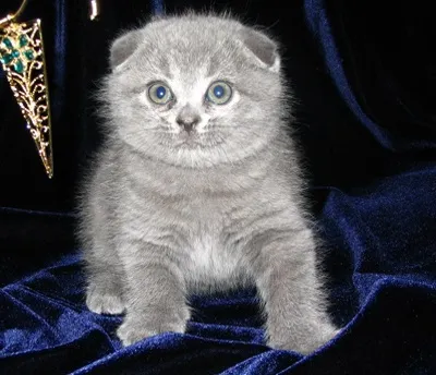 Британці висловухі - джерело гарного настрою (висловухі Scottish Fold) Британці висловухі - джерело гарного настрою