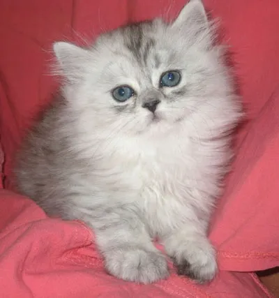 Британці висловухі - джерело гарного настрою (Scottish Fold коти) Британці висловухі - джерело гарного настрою