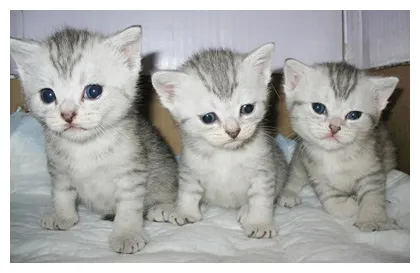 Британці висловухі - джерело гарного настрою (Scottish Fold коти) Британці висловухі - джерело гарного настрою