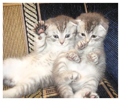 Британці висловухі - джерело гарного настрою (Шотландські висловухі Scottish Fold) Британці висловухі - джерело гарного настрою