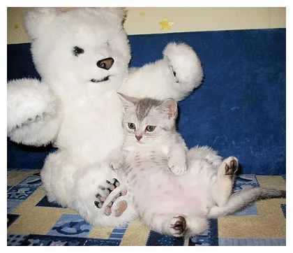 Британці висловухі - джерело гарного настрою (Scottish Fold коти) Британці висловухі - джерело гарного настрою