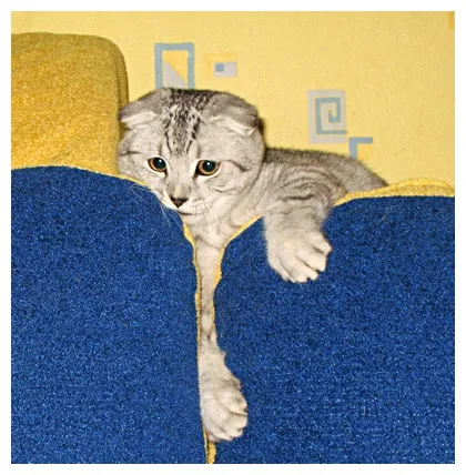 Британці висловухі - джерело гарного настрою (Scottish Fold коти) Британці висловухі - джерело гарного настрою