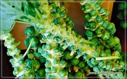 Брюссельська капуста (фото) - вирощування та рецепти, сайт про сад, дачі і кімнатних рослинах (сорти) Брюссельська капуста (фото) - вирощування та рецепти, сайт про сад, дачі і кімнатних рослинах