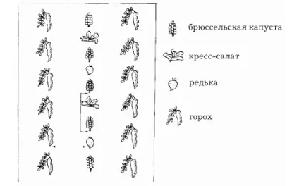 Брюссельська капуста вирощування і догляд (вирощування розсада брюссельська капуста агротехніка догляд) Брюссельська капуста вирощування і догляд