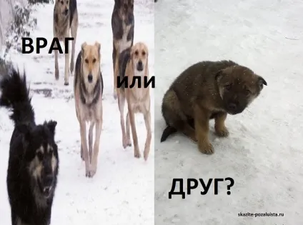 Бродячий собака - друг чи ворог людини (знищення бродячих собак) Бродячий собака - друг чи ворог людини