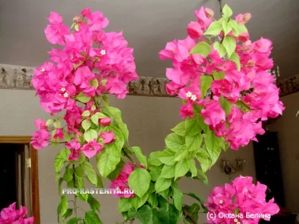 Бугенвіллія в домашніх умовах посадка, догляд, розмноження (bougainvillea) Бугенвіллія в домашніх умовах посадка, догляд, розмноження