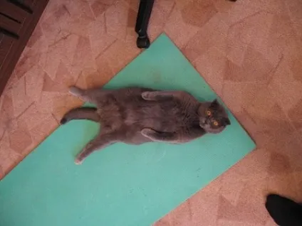 Британці висловухі - джерело гарного настрою (Шотландські висловухі Scottish Fold) Британці висловухі - джерело гарного настрою