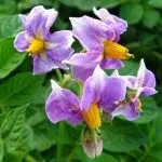 Цілющі властивості квіток картоплі - рецепти настоянок (картоплі) Цілющі властивості квіток картоплі - рецепти настоянок