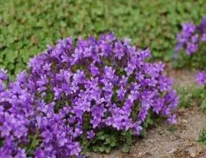 Campanula portenschlagiana, опис і розведення дзвіночка портеншлага, догляд (дзвіночка) Campanula portenschlagiana, опис і розведення дзвіночка портеншлага, догляд