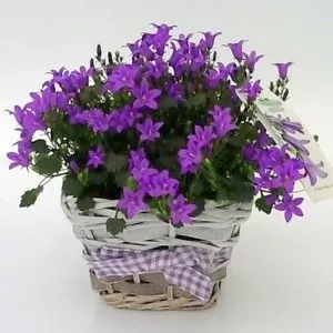 Campanula portenschlagiana, опис і розведення дзвіночка портеншлага, догляд (campanula) Campanula portenschlagiana, опис і розведення дзвіночка портеншлага, догляд