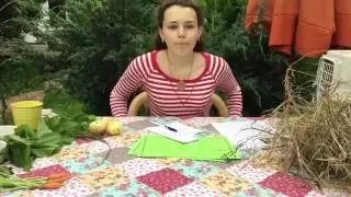 Чим годувати декоративного кролика в домашніх умовах (домашніх) Чим годувати декоративного кролика в домашніх умовах