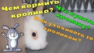 Чим годувати декоративного кролика в домашніх умовах (декоративного) Чим годувати декоративного кролика в домашніх умовах
