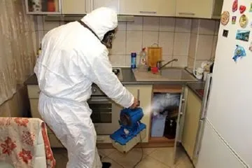 Чим обробляти квартиру від бліх (бліх) Чим обробляти квартиру від бліх