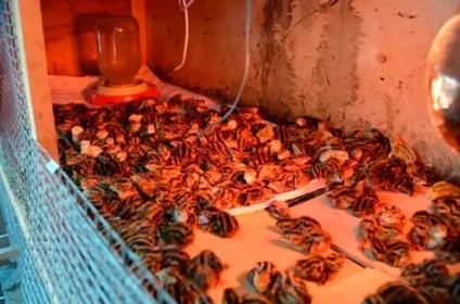 Чим годувати перепелів в домашніх умовах мій досвід годування (приплив) Чим годувати перепелів в домашніх умовах мій досвід годування