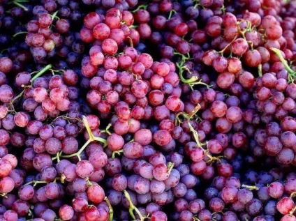Чим не можна годувати собак головні заборонені продукти