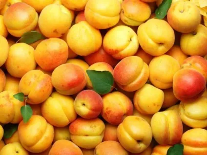 Чим не можна годувати собак головні заборонені продукти